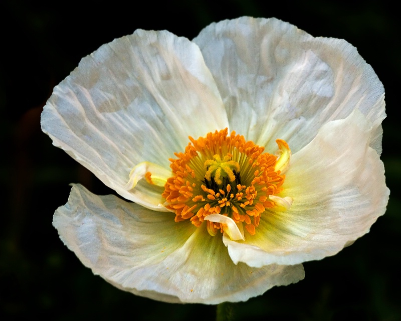 Iceland Poppy