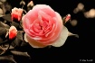 Happy Birtday Bet...