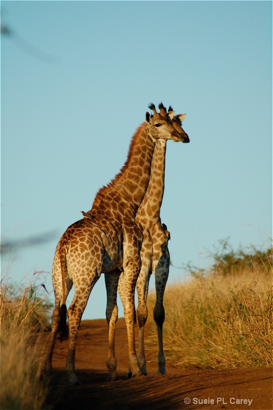 Giraffes United - ID: 9295571 © Susie P. Carey