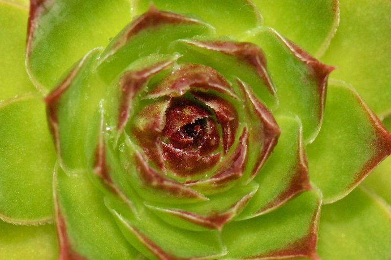 SUCCULENT  ROSETTE