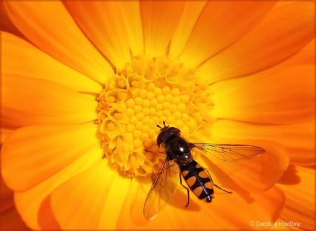 Bee on Flower