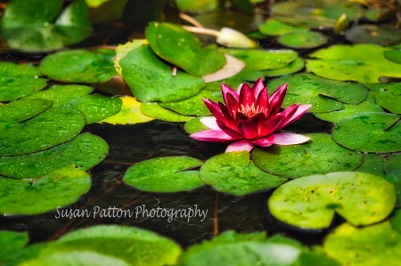 Pink and Green