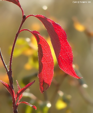 Red Leaves in Autumn Light