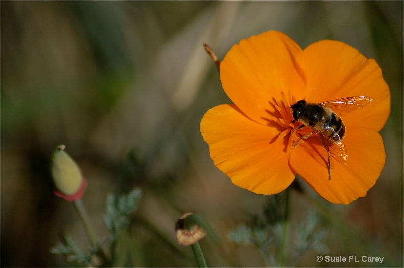 This Bee has it! - ID: 9300568 © Susie P. Carey