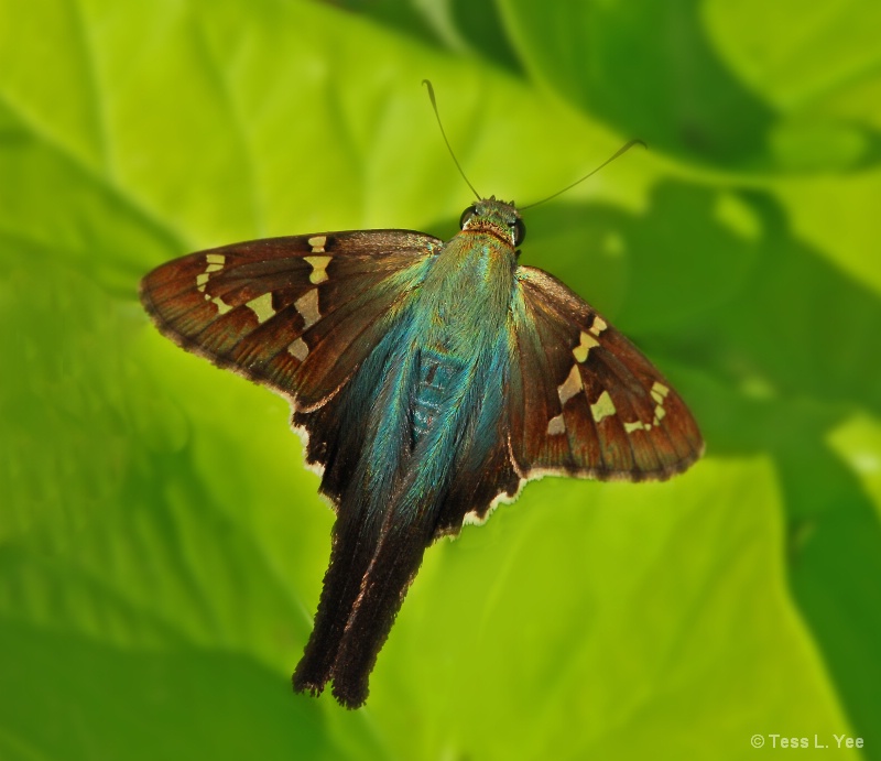 Butterfly Blues