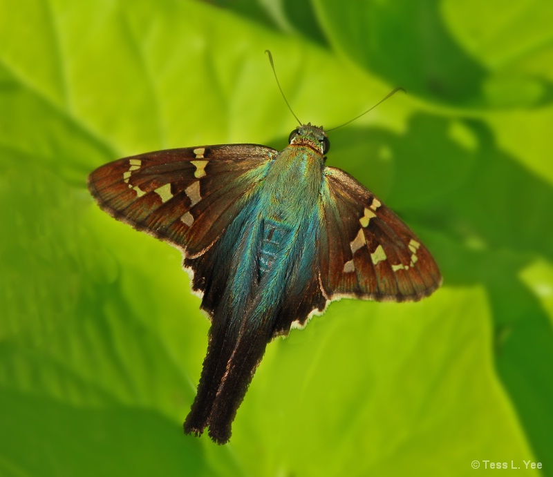 Butterfly Blues