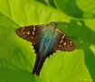 Butterfly Blues