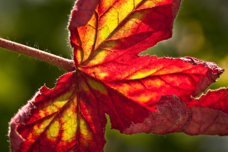 Fall Colors backlight