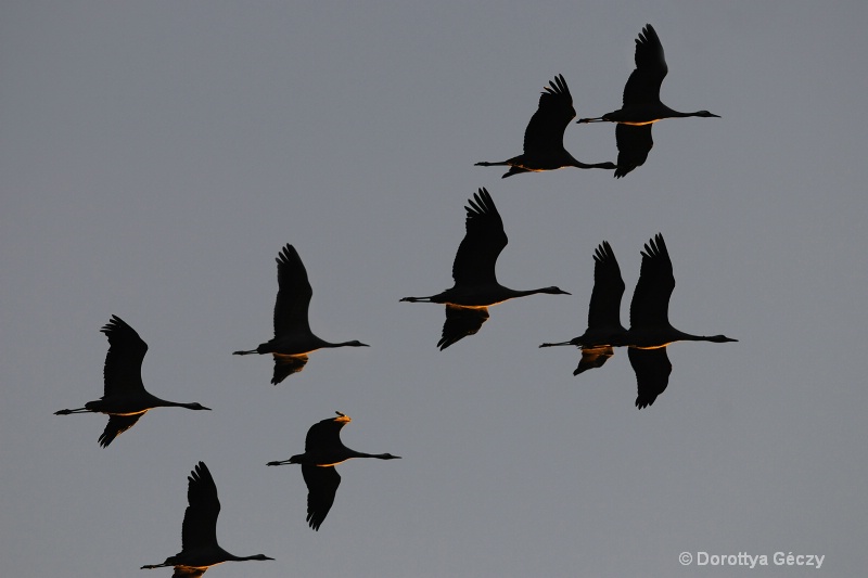 Crane migration8
