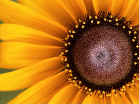 Yellow Petals