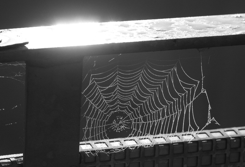 Wet web in the sun