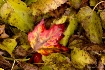 End of Fall