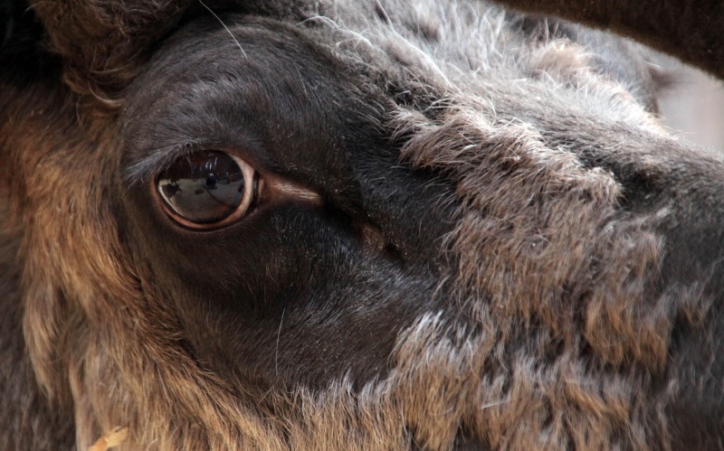 Reindeer Optics - ID: 9307081 © Kenneth J. Creary