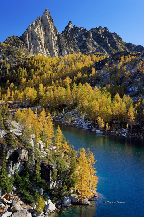 Larches in Golden Color (Enchantment Lakes)