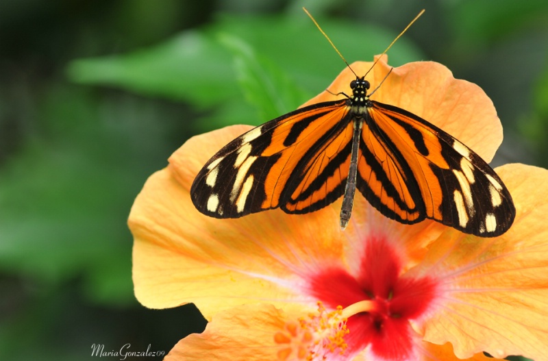 Ismenius Butterfly