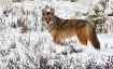 winter coat 