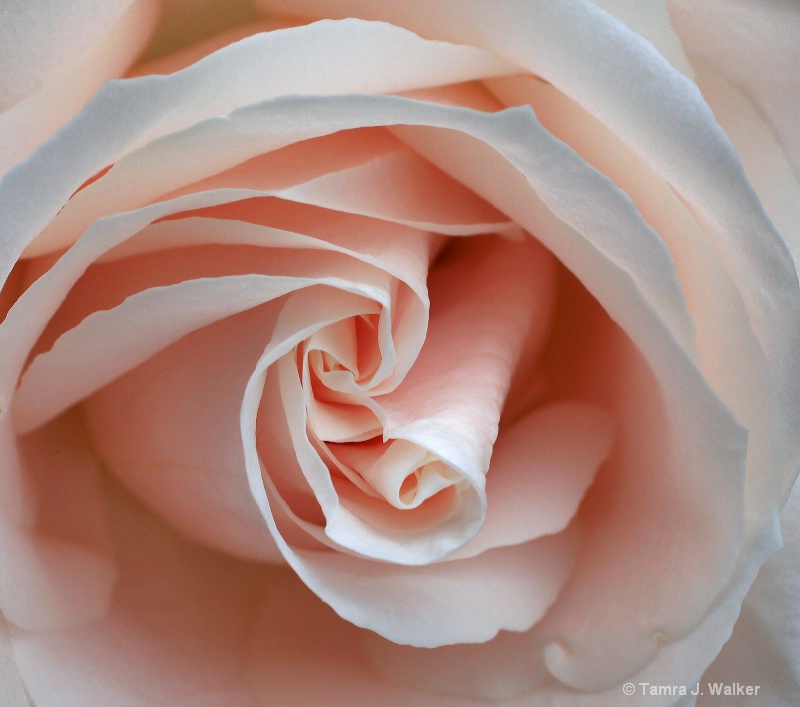 Inside the Rose