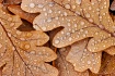 Oak Leaves 2