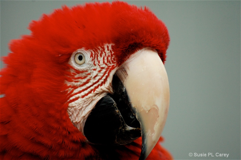 Chipped beak - ID: 9315050 © Susie P. Carey