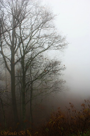 Softly Comes the Fog