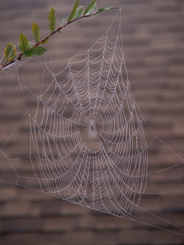 Misty Day Spiderweb