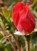 A Breath of Sprin...
