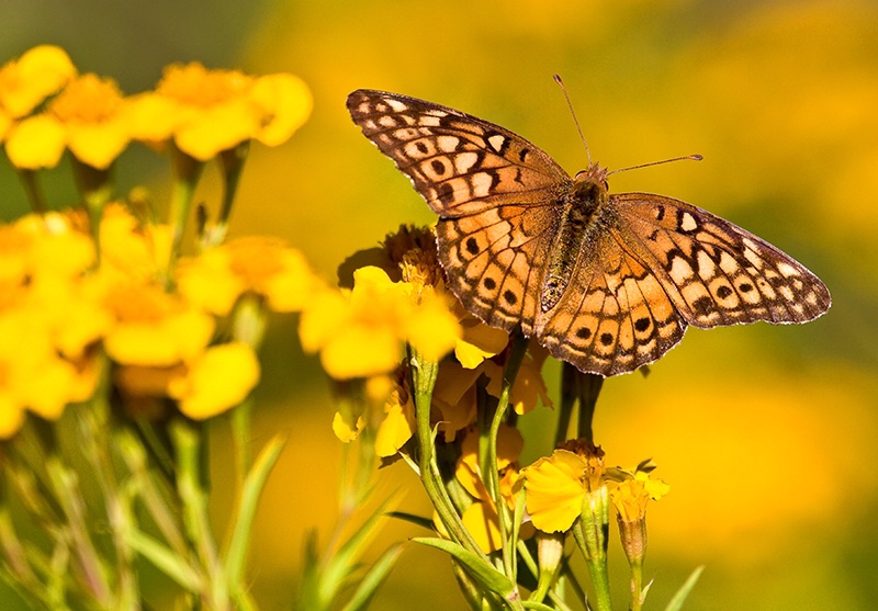 Autumn Wings