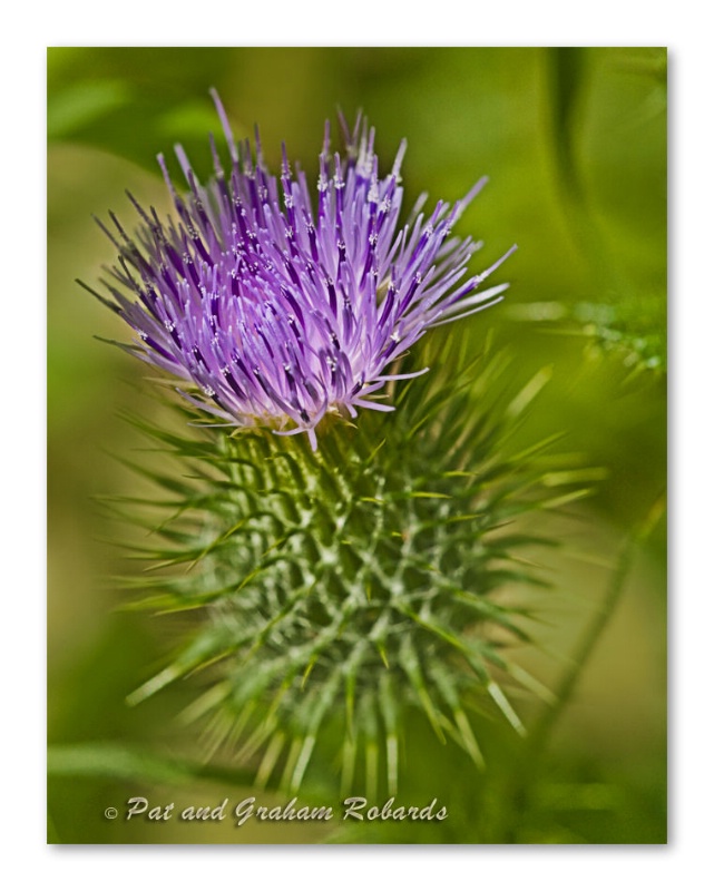 A Gift of a Thistle