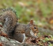 Tall Tails