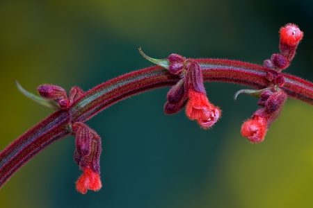 Red Rope