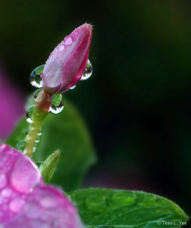 Hey Bud!  Grab some dew, will ya?