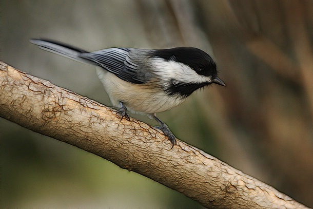 Chickadee Art