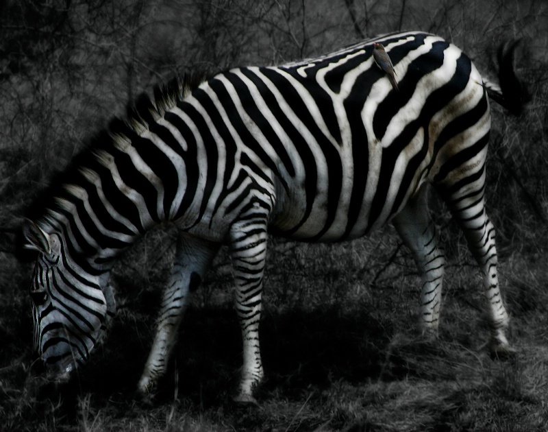 Mystic Zebra - ID: 9325443 © Stephen Mimms