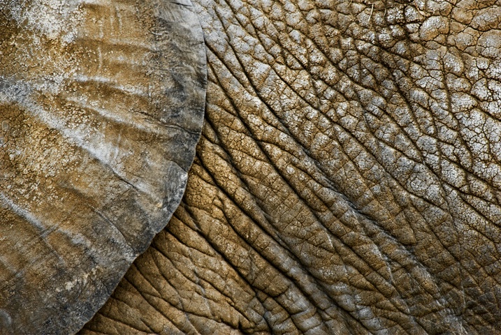 Elephant Abstract
