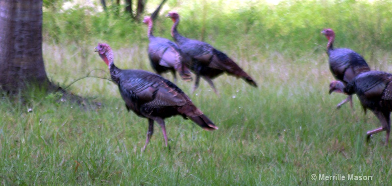 Wild Turkeys on the run