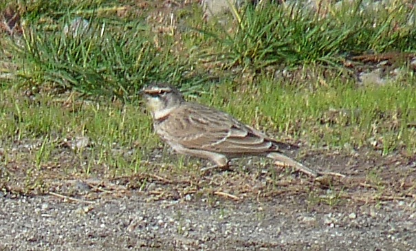 Horned Lark at Marymoor - 1 - ID: 9328569 © John Tubbs