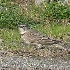 2Horned Lark at Marymoor - 1 - ID: 9328569 © John Tubbs