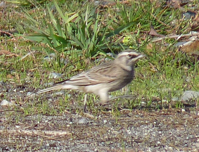 Horned Lark at Marymoor - 2 - ID: 9328570 © John Tubbs