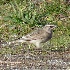 2Horned Lark at Marymoor - 2 - ID: 9328570 © John Tubbs