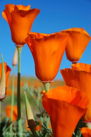 Wild Poppies