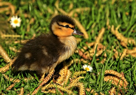 Precious duckling