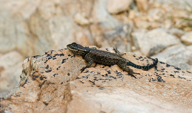 Southwest Sunbather