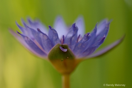 Water Lily