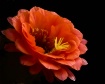 Cactus Blossom
