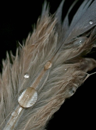 Feather Adorned