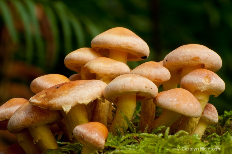 Mushrooms on a Stump