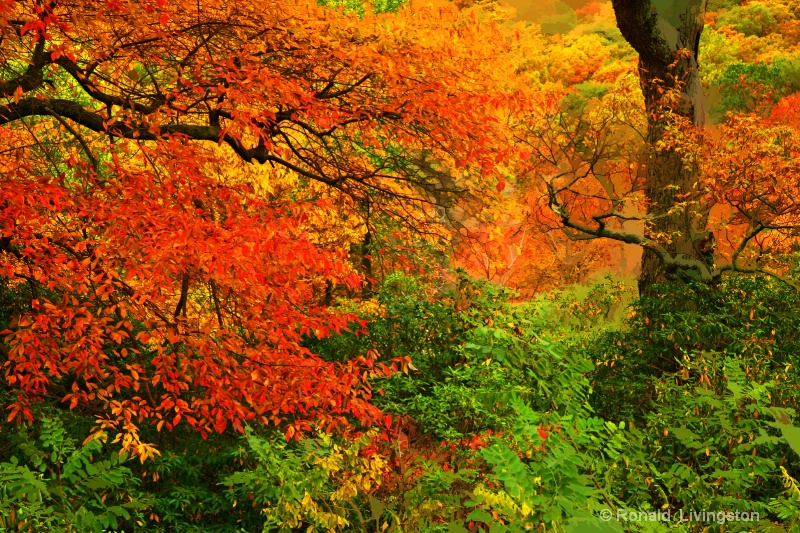 Colorful Trees - ID: 9335528 © Ron Livingston