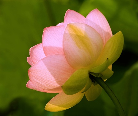 Lotus Bloom