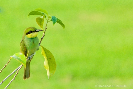 Purple sunbird(female)