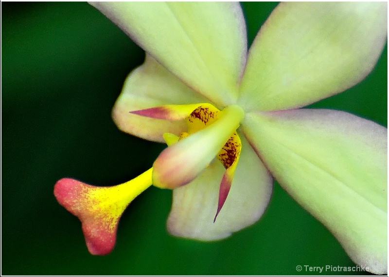 Inside An Orchid